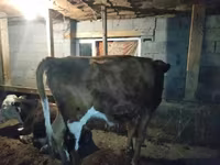 Krava, Latvian Blue cattle — fotografija 3
