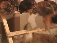 Chickens — ፎቶ 4