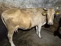 İnek, Holstein ırkı — foto 2