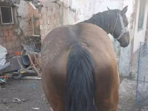 Pastuv, Коњи