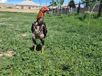 Chickens — عکس 1