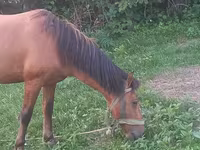 Hingst, Heste — foto 8