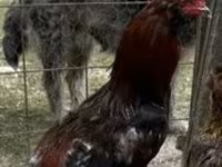 Chickens — Foto 1