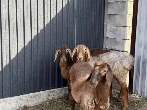 암양, Hissar sheep