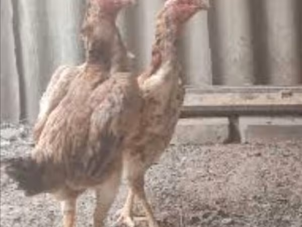 Chickens — Kyrgyzstan