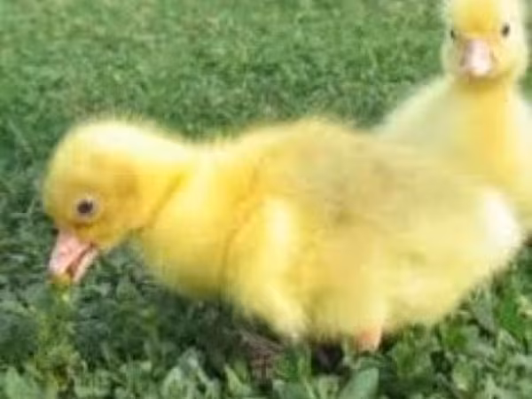 Geese — Rusia