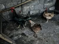 Chickens — รูปภาพ 4