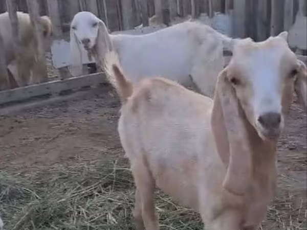 Kozy (šarže, pohlaví neuvedeno), Nubian Goat