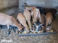 Qoç, Cameroon sheep — foto 3