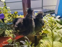 Silkie — foto 1