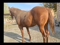 اسب نر, Thoroughbred horse — عکس 5