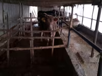 วัวตัวเมีย, Simmental cattle — รูปภาพ 3