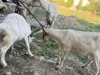 แพะตัวเมีย, Saanen goat — รูปภาพ 3
