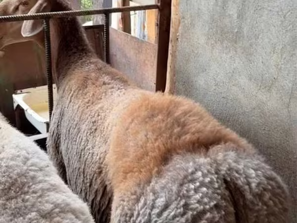 Baran, Arashan sheep