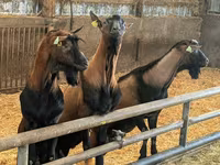 Țap, Alpine goat — foto 2