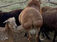 كبش, Edilbay sheep — الصورة 2