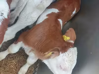 Býk, Simmental cattle — foto 4