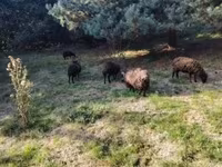 Schaap, Ouessant sheep — foto 8