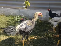 Chickens — fotografija 2