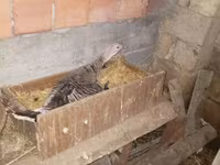 Chickens — Foto 7