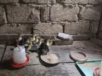 Ducks — fotografija 1