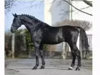 ፈረስ, Nonius horse — ፎቶ 1