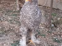 Brahma — Foto 2