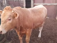Lembu jantan, Auliyeatinskaya breed — foto 4