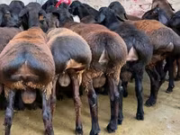 Kambing jantan, Sheep — foto 1