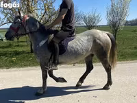 Kuda betina, Horses — foto 4