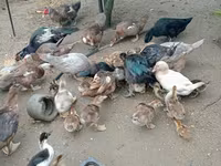Ducks — Foto 3