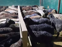 Kambing jantan, Sheep — foto 7