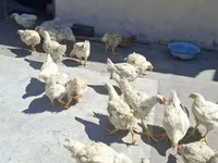 Chickens — foto 2
