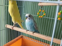 Dalmatin və sarı rəngli iki dalğıç papuqay (büdcəri) ilə birlikdə — تصویر 1