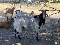 公山羊, Goats — 照片 1