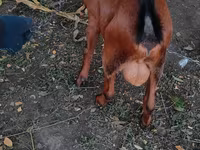 Cabro, Nubian Goat — foto 4