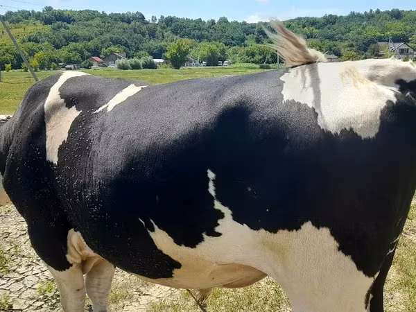 Bulle, Holstein-Rasse — Republik Moldau