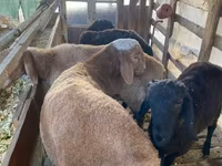 Berbec, Arashan sheep — foto 3