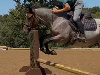 اسب نر, Quarter Horse — عکس 6