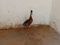 Indian Runner — sawirka 1