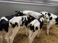 Dibi, Russian Black pied cattle — sawirka 1