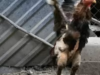 Chickens — รูปภาพ 7