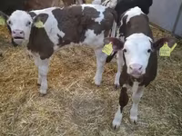 Skot (série, pohlaví neuvedeno), Simmental cattle — foto 1