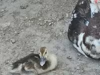 Domestic Muscovy — φωτογραφία 6