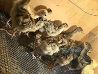 Turkeys — fotografija 5