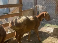 Koç, Arashan sheep — foto 1