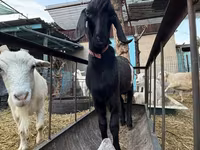 암염소, Beetal goats — 사진 4