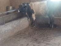 Bik, Russian Black pied cattle — fotografija 7