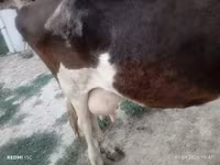 गाय, Russian Black pied cattle — फ़ोटो 7