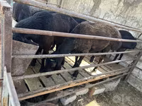 Kambing jantan, Sheep — foto 1